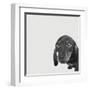 Dachshund-Emily Burrowes-Framed Art Print