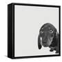 Dachshund-Emily Burrowes-Framed Stretched Canvas