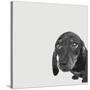 Dachshund-Emily Burrowes-Stretched Canvas