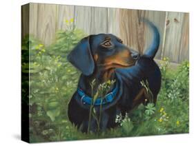 Dachshund-Tiffany Hakimipour-Stretched Canvas