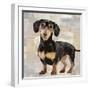 Dachshund-Keri Rodgers-Framed Art Print