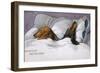 Dachshunds in Bed a Marriage of Convenience-null-Framed Photographic Print