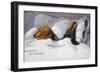 Dachshunds in Bed a Marriage of Convenience-null-Framed Photographic Print