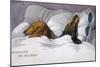 Dachshunds in Bed a Marriage of Convenience-null-Mounted Photographic Print