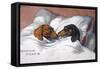 Dachshunds in Bed a Marriage of Love-null-Framed Stretched Canvas