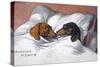 Dachshunds in Bed a Marriage of Love-null-Stretched Canvas