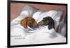 Dachshunds in Bed a Marriage of Love-null-Framed Photographic Print