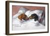 Dachshunds in Bed a Marriage of Love-null-Framed Photographic Print