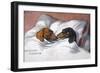 Dachshunds in Bed a Marriage of Love-null-Framed Photographic Print