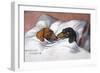 Dachshunds in Bed a Marriage of Love-null-Framed Photographic Print