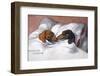 Dachshunds in Bed a Marriage of Love-null-Framed Photographic Print