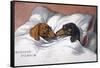 Dachshunds in Bed a Marriage of Love-null-Framed Stretched Canvas