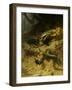 Dachshunds on a Badger-Guido Maffei-Framed Giclee Print