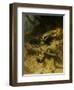 Dachshunds on a Badger-Guido Maffei-Framed Giclee Print