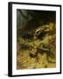 Dachshunds on a Badger-Guido Maffei-Framed Giclee Print