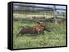 Dachshunds Running Low to the Ground During Gazehound Race-John Dominis-Framed Stretched Canvas