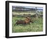 Dachshunds Running Low to the Ground During Gazehound Race-John Dominis-Framed Photographic Print