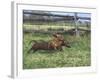 Dachshunds Running Low to the Ground During Gazehound Race-John Dominis-Framed Photographic Print