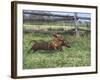 Dachshunds Running Low to the Ground During Gazehound Race-John Dominis-Framed Photographic Print