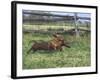 Dachshunds Running Low to the Ground During Gazehound Race-John Dominis-Framed Photographic Print