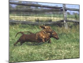 Dachshunds Running Low to the Ground During Gazehound Race-John Dominis-Mounted Photographic Print