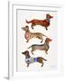 Dachshunds-Cat Coquillette-Framed Art Print