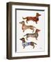 Dachshunds-Cat Coquillette-Framed Art Print