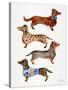 Dachshunds-Cat Coquillette-Stretched Canvas