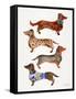 Dachshunds-Cat Coquillette-Framed Stretched Canvas