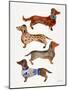 Dachshunds-Cat Coquillette-Mounted Art Print