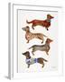 Dachshunds-Cat Coquillette-Framed Art Print