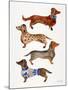 Dachshunds-Cat Coquillette-Mounted Art Print