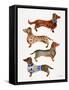 Dachshunds-Cat Coquillette-Framed Stretched Canvas