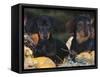Dachsund Dog Puppies, Smooth Haired and Wire Haired, Dark Coloured-Lynn M^ Stone-Framed Stretched Canvas