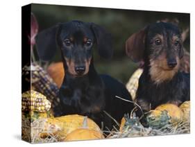 Dachsund Dog Puppies, Smooth Haired and Wire Haired, Dark Coloured-Lynn M^ Stone-Stretched Canvas