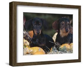 Dachsund Dog Puppies, Smooth Haired and Wire Haired, Dark Coloured-Lynn M^ Stone-Framed Premium Photographic Print