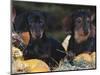 Dachsund Dog Puppies, Smooth Haired and Wire Haired, Dark Coloured-Lynn M^ Stone-Mounted Premium Photographic Print