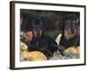 Dachsund Dog Puppies, Smooth Haired and Wire Haired, Dark Coloured-Lynn M^ Stone-Framed Photographic Print