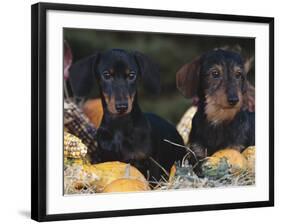 Dachsund Dog Puppies, Smooth Haired and Wire Haired, Dark Coloured-Lynn M^ Stone-Framed Photographic Print