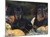 Dachsund Dog Puppies, Smooth Haired and Wire Haired, Dark Coloured-Lynn M^ Stone-Mounted Photographic Print