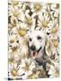 Dachsund in Daisies-Barbara Keith-Mounted Giclee Print