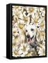 Dachsund in Daisies-Barbara Keith-Framed Stretched Canvas