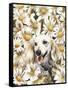 Dachsund in Daisies-Barbara Keith-Framed Stretched Canvas