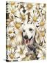 Dachsund in Daisies-Barbara Keith-Stretched Canvas