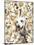 Dachsund in Daisies-Barbara Keith-Mounted Giclee Print