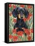 Dachsund in Tulips-Barbara Keith-Framed Stretched Canvas