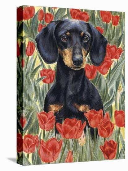 Dachsund in Tulips-Barbara Keith-Stretched Canvas