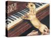 Dachsund Playing Piano-Barbara Keith-Stretched Canvas
