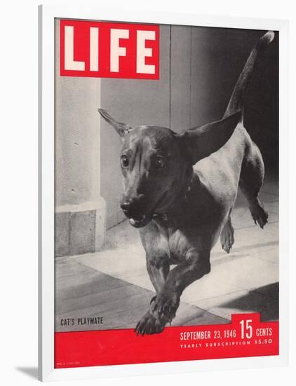 Dachsund Rudy Trotting Across Doorway in his Mexico City Home, September 23, 1946-Frank Scherschel-Framed Photographic Print