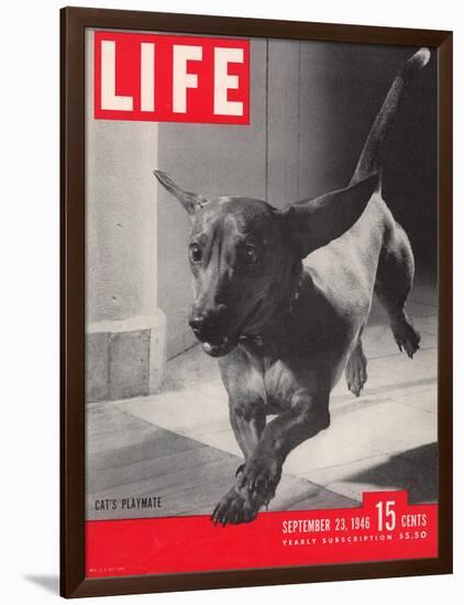 Dachsund Rudy Trotting Across Doorway in his Mexico City Home, September 23, 1946-Frank Scherschel-Framed Photographic Print